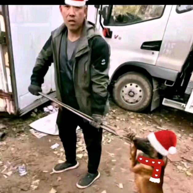 AAA李师傅专业套狗