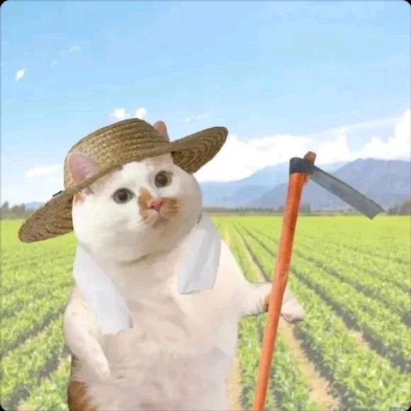一只老农咪