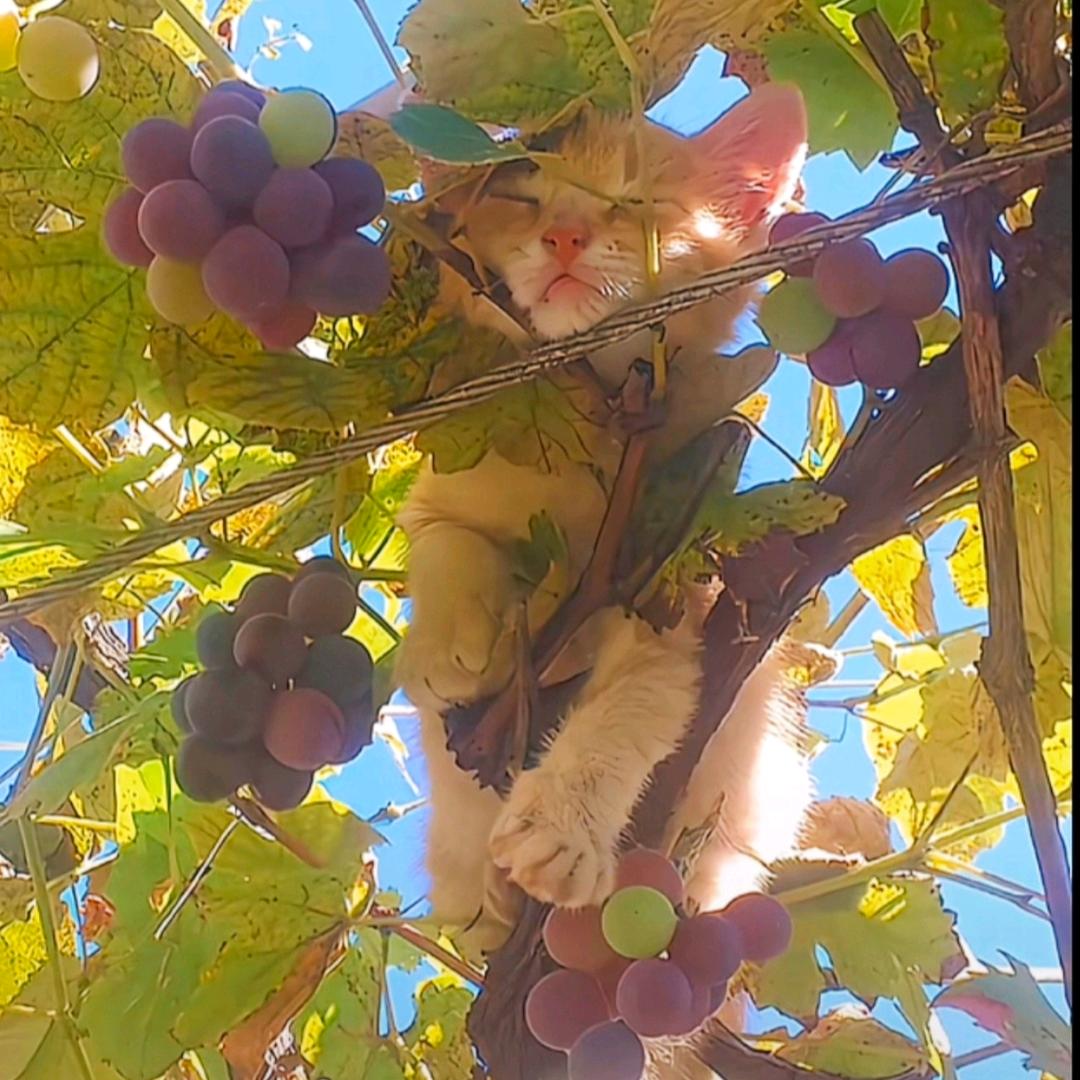 一个人吃螺蛳粉