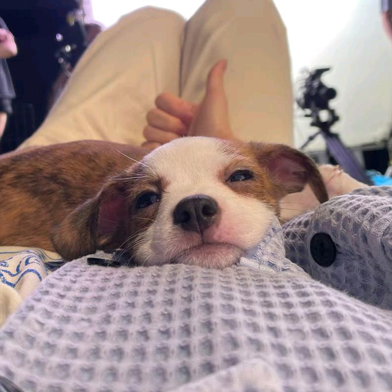 第欧根尼的陶瓮