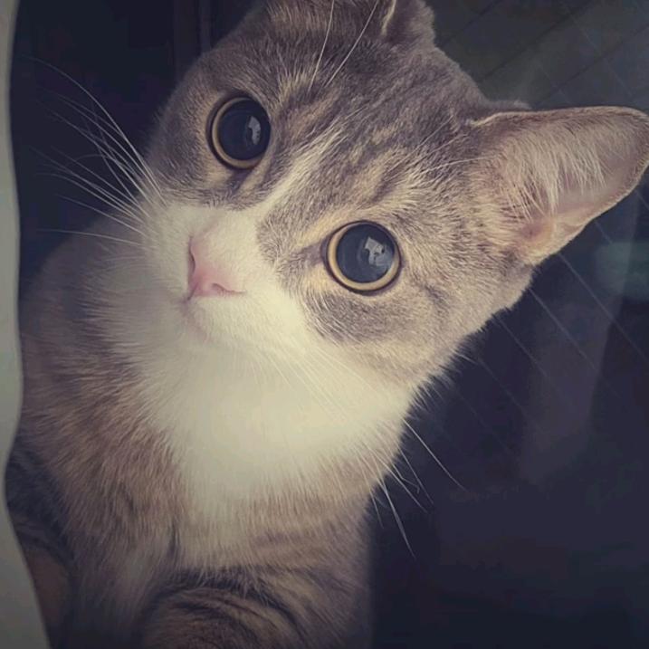 鱼宝