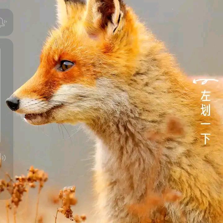 白秋哥