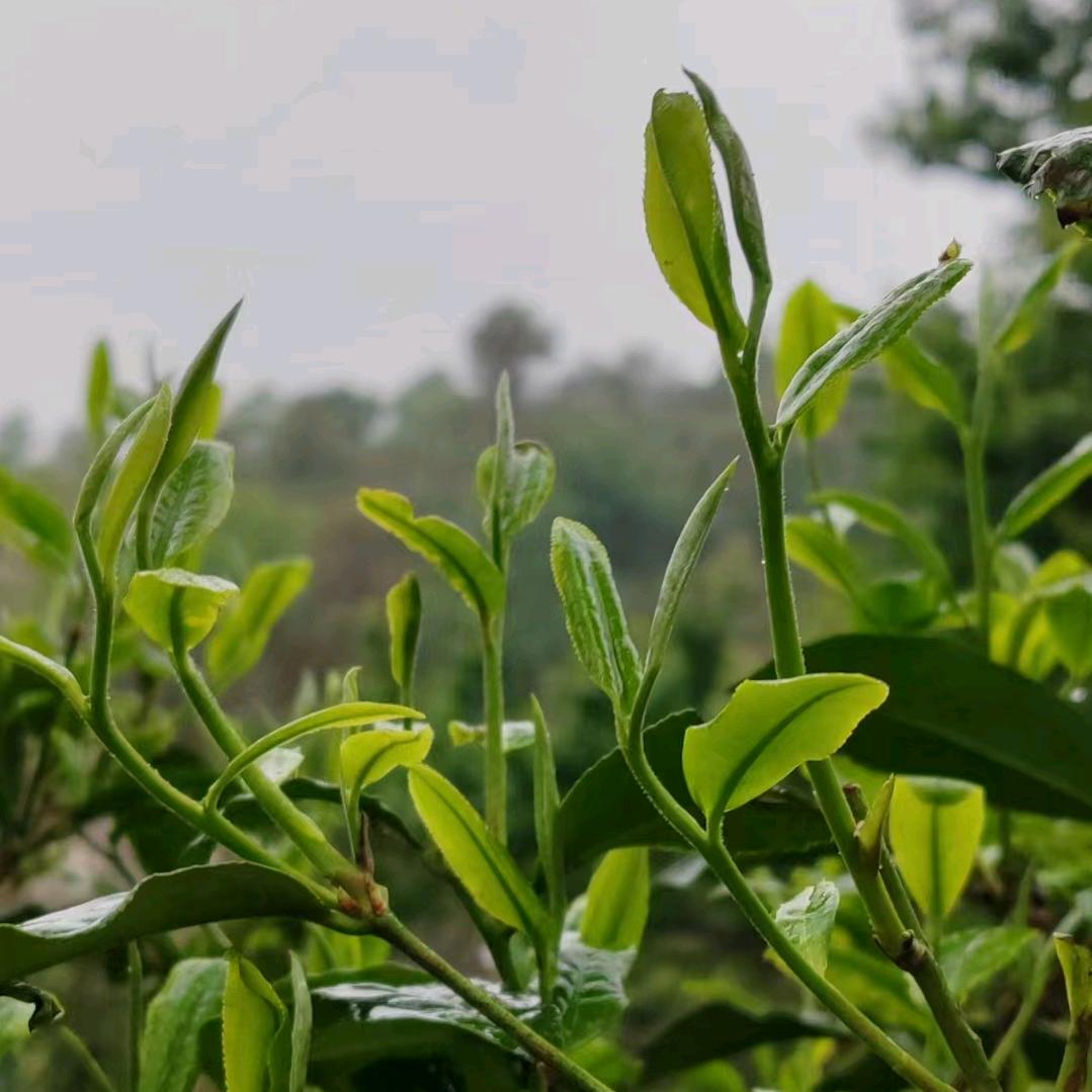 滑竹梁子