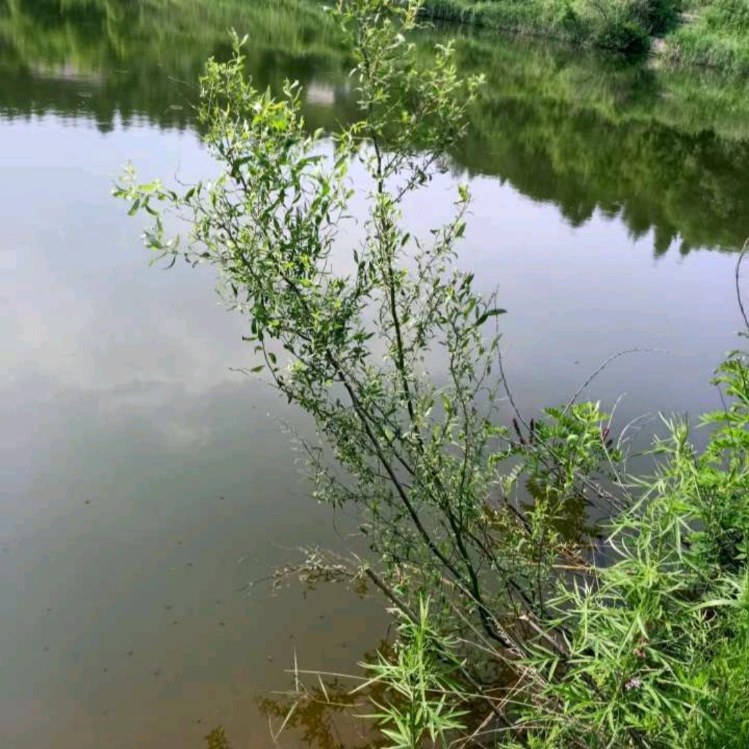 西山钓场