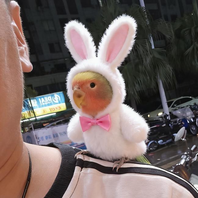 ꩵ暴ᩚ꯭躁小꯭ᩚ鹦鹉【橱窗有同款】