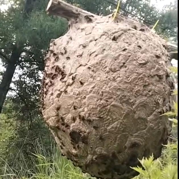 顺场乡马蜂养殖培育基地