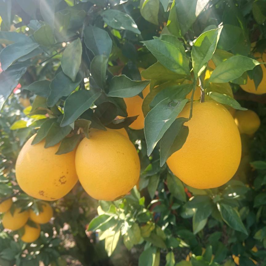 赣南脐橙瑞金果业