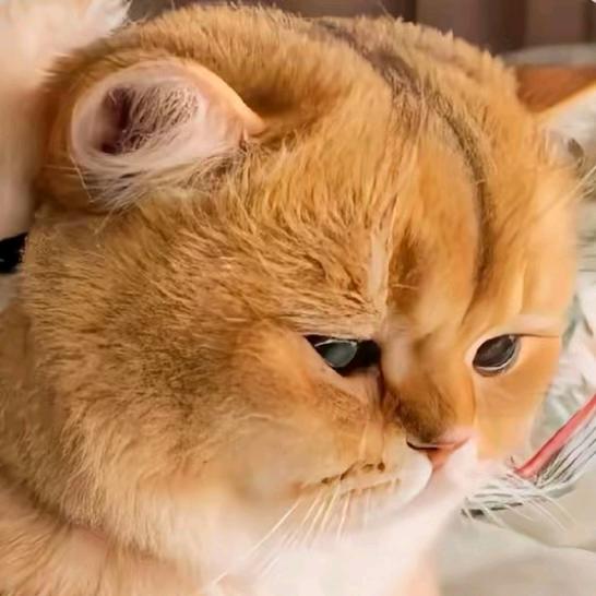 马兰爱吃巧乐角