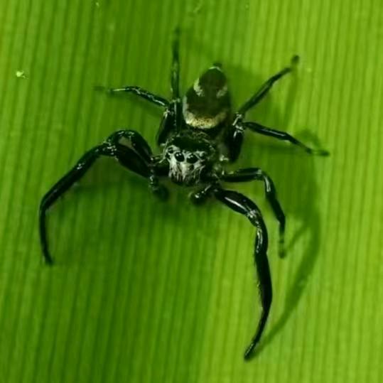 大表哥、（巴莫方胸蛛）