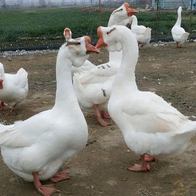 鑫丰源鹅苗孵化基地