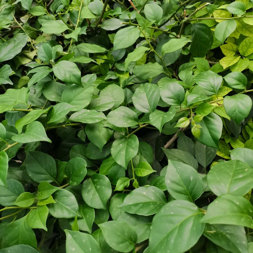 悠悠优选好物