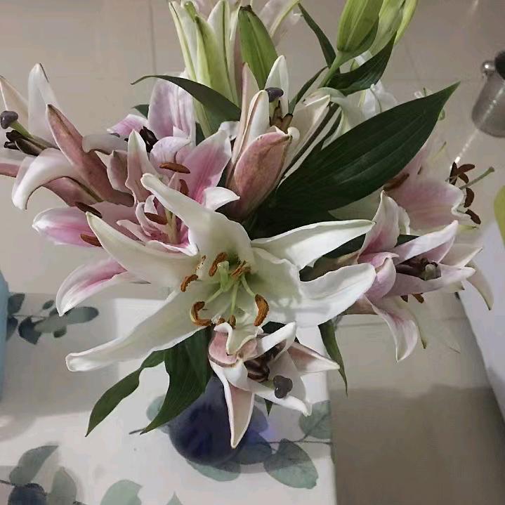 💖霞霞吖