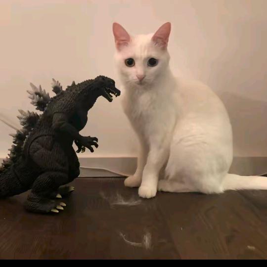 小土豆爱吃蛋挞和玉米