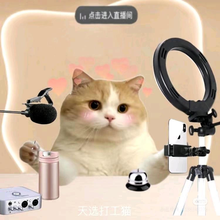嘟嘟肚肚杜