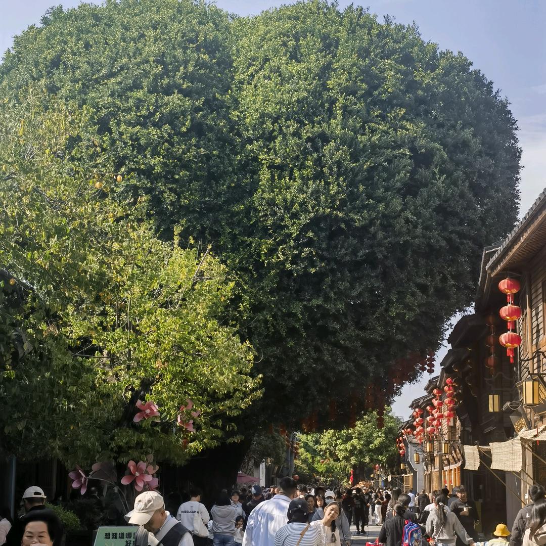 金寿小号