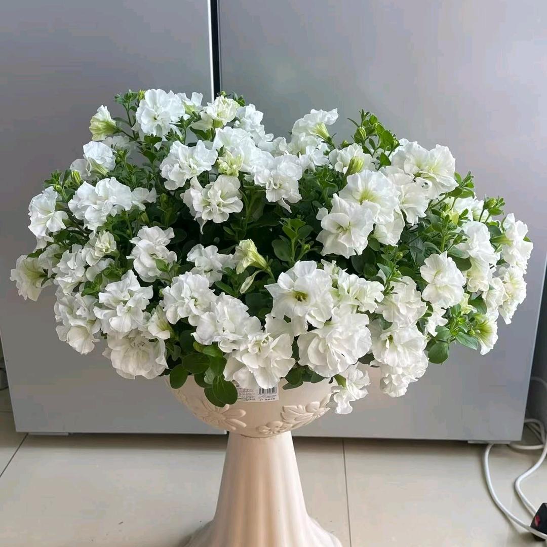冬冬的花园