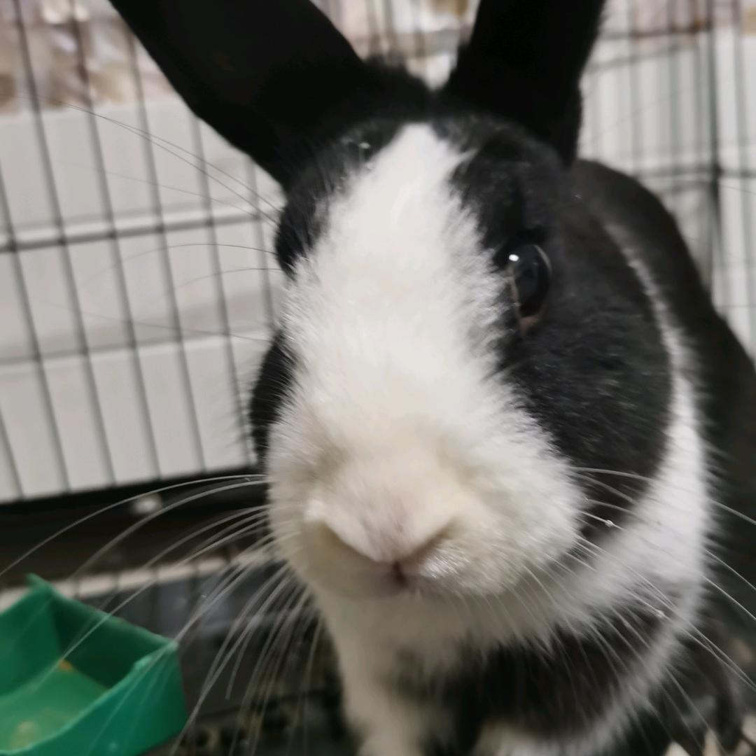 有只兔子叫小熊猫