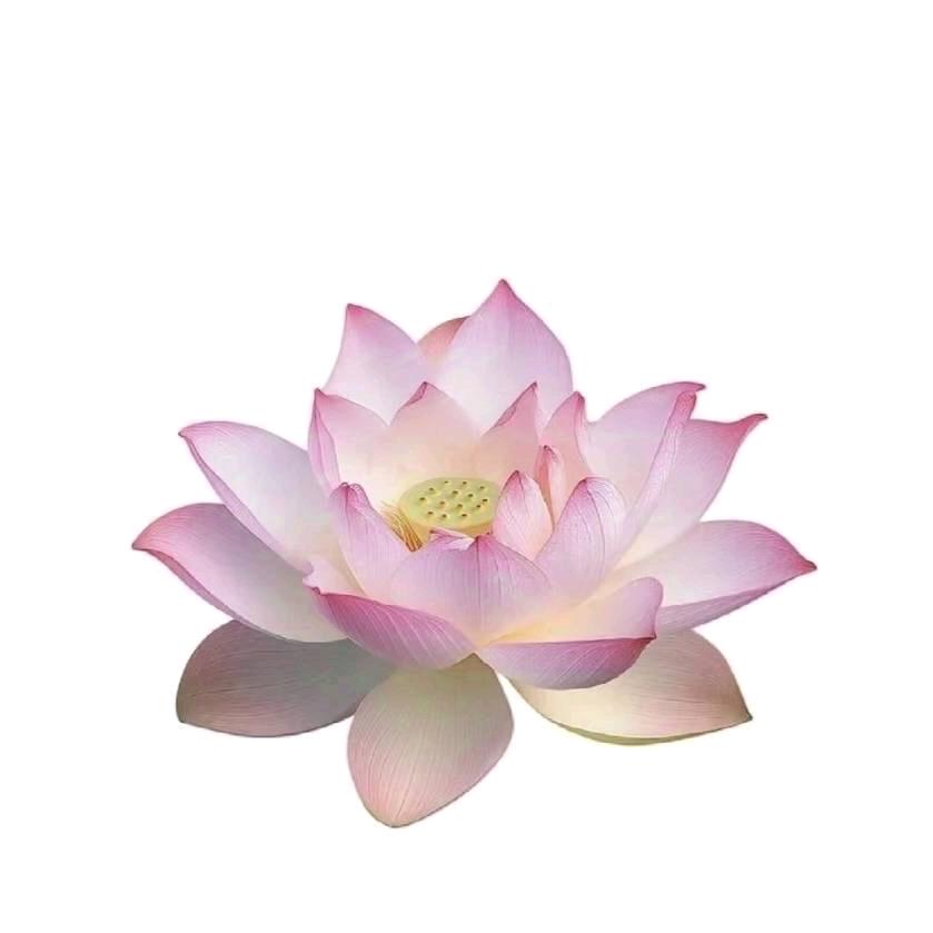 发芽的星期天