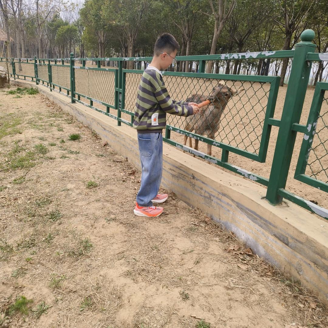 围墙里的猫🐱
