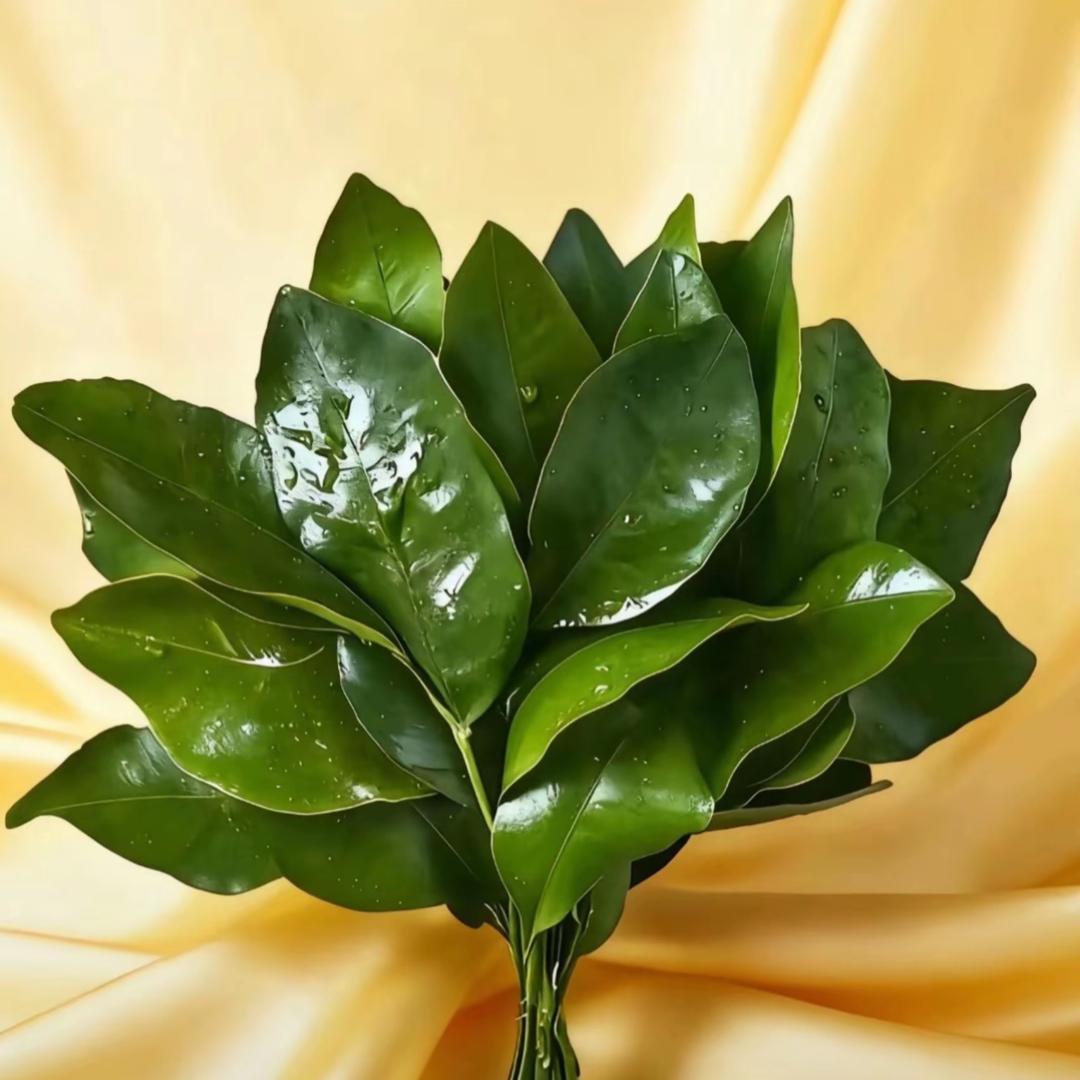 卖OPPO手机的刘~~