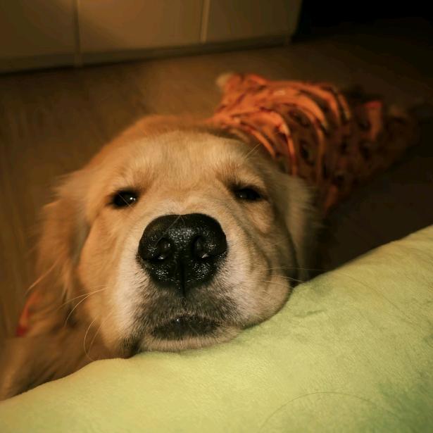 狗蛋虾扯蛋