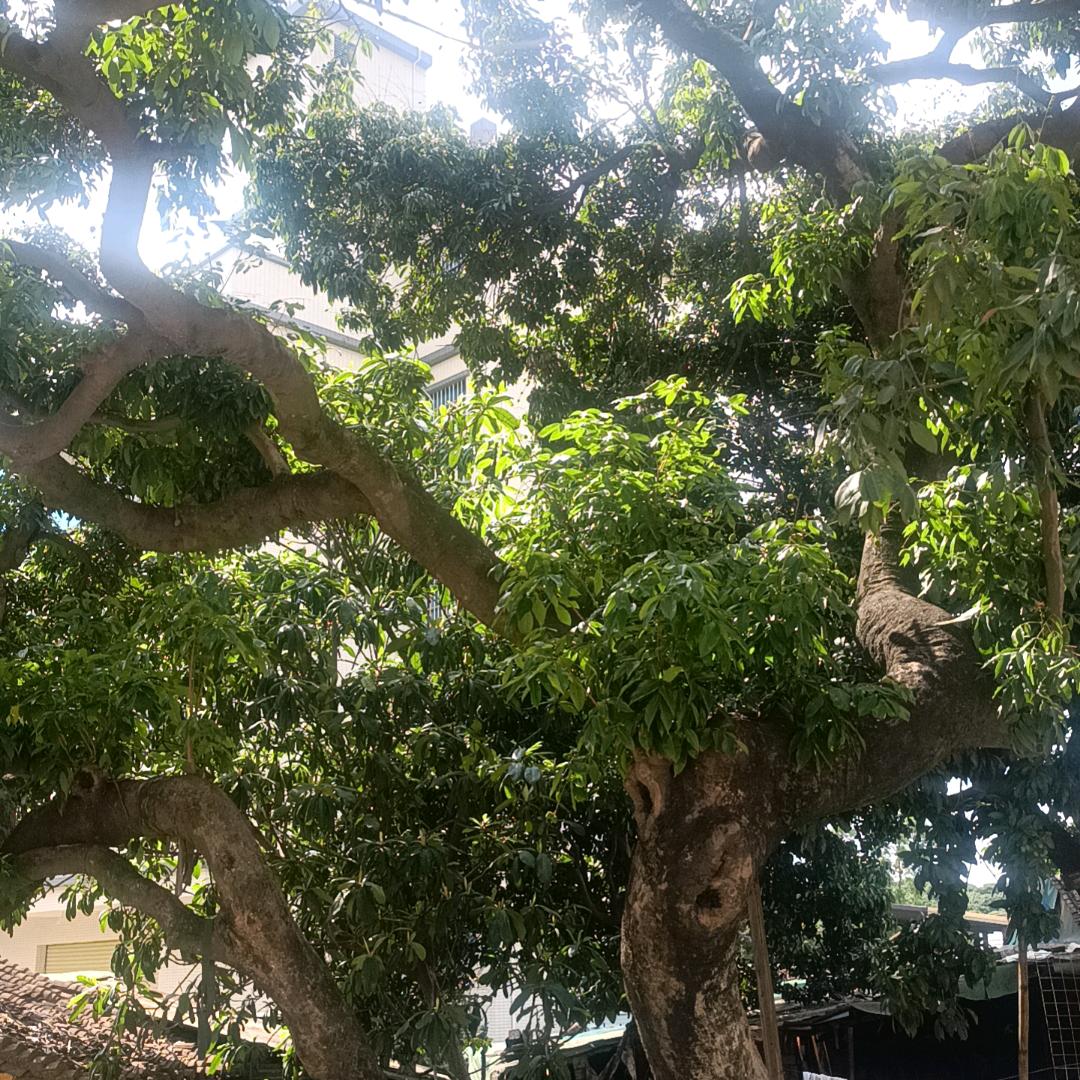 三久庆典孔伦公司66的直播号