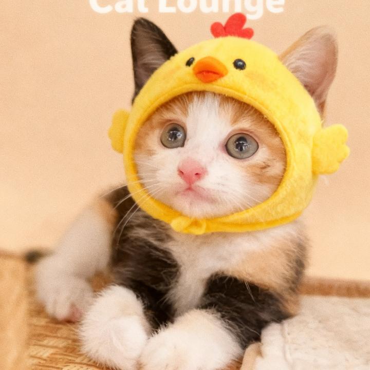 浠浠是只猫