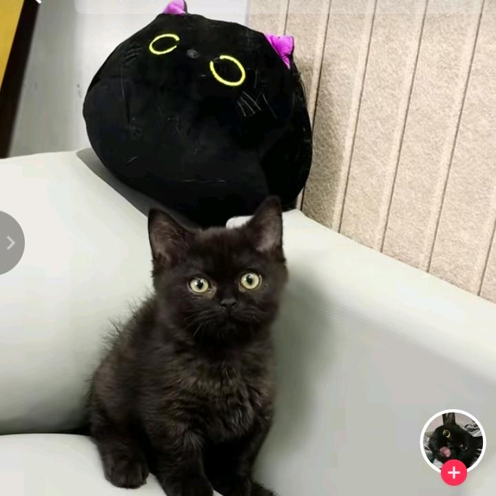 喵喵和汐汐是最好的朋友也等于小仙女