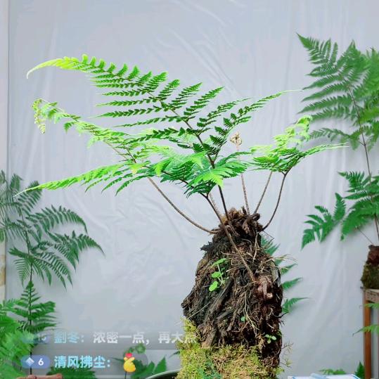 兴隆绿植