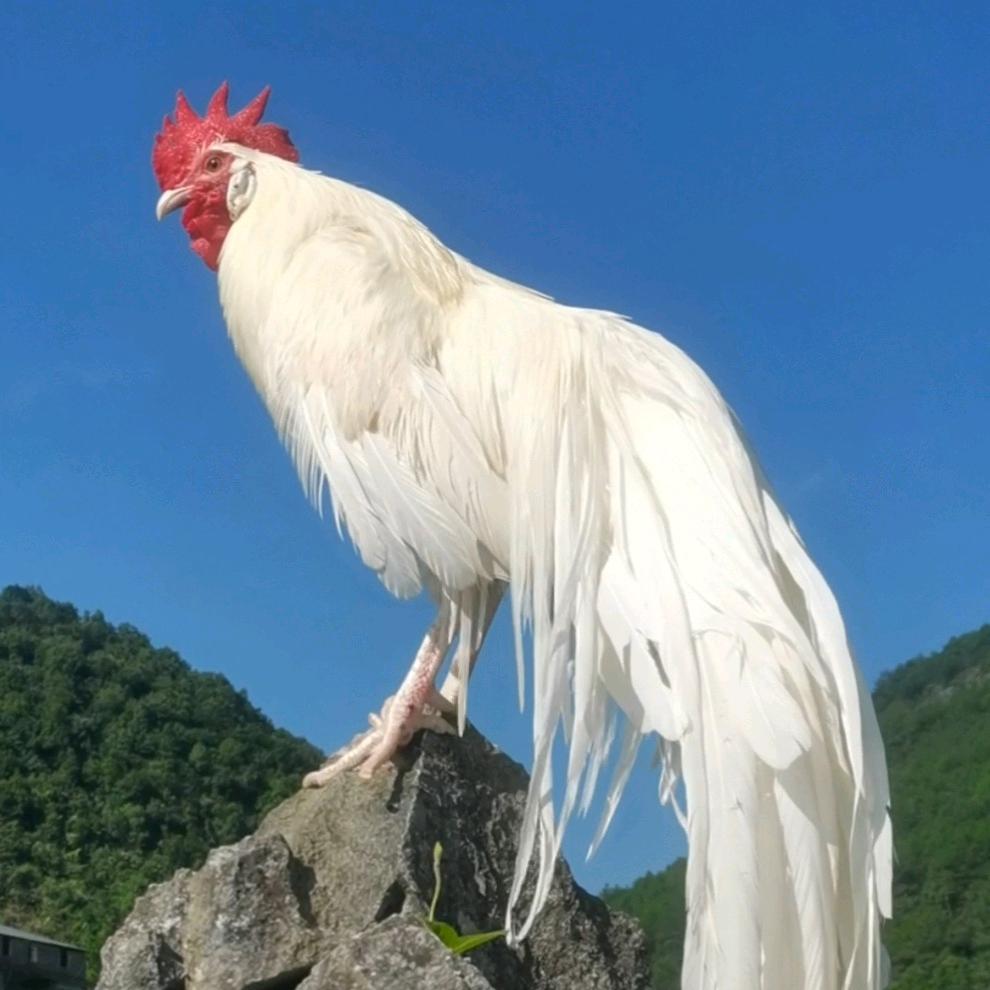 凤凰鸡