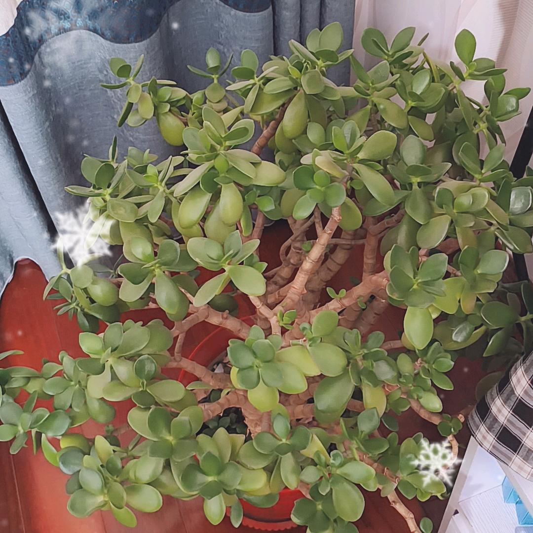 小花