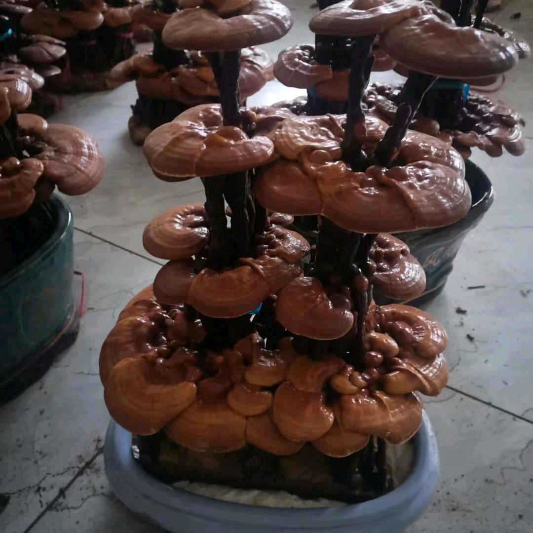 灵芝基地
