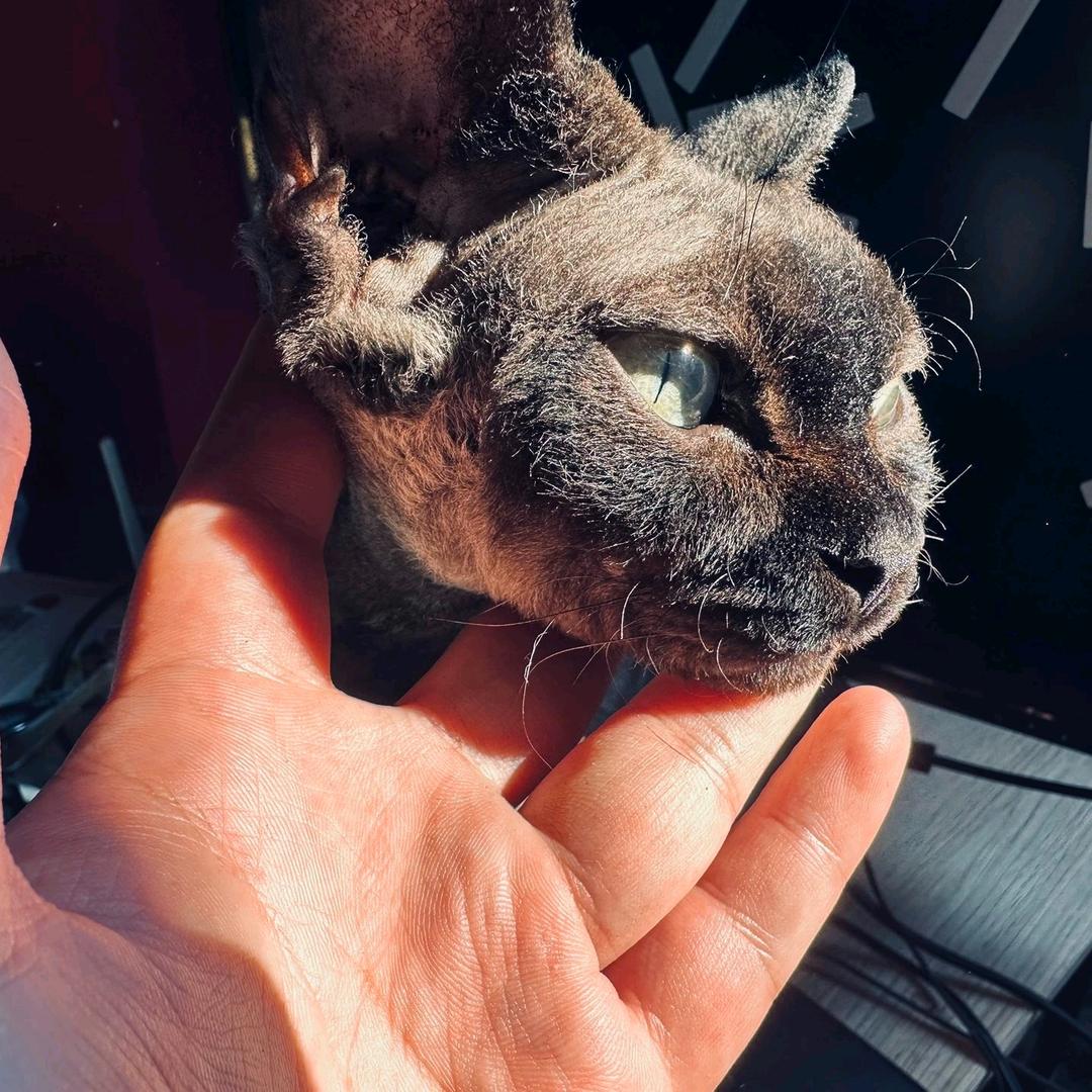 大王叫我来巡山