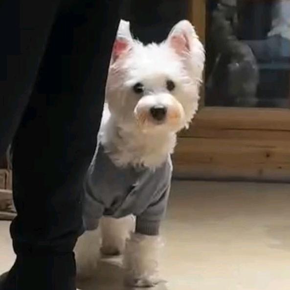 坚定的呆丝🌈💤