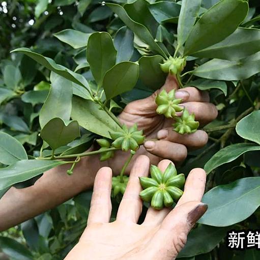 炊烟角香坊