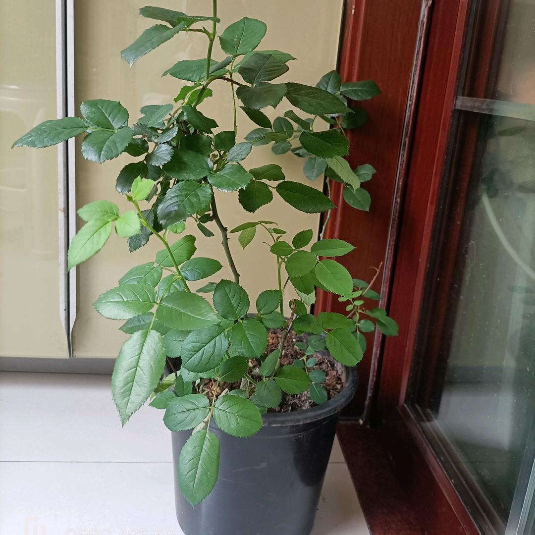 慢慢长大