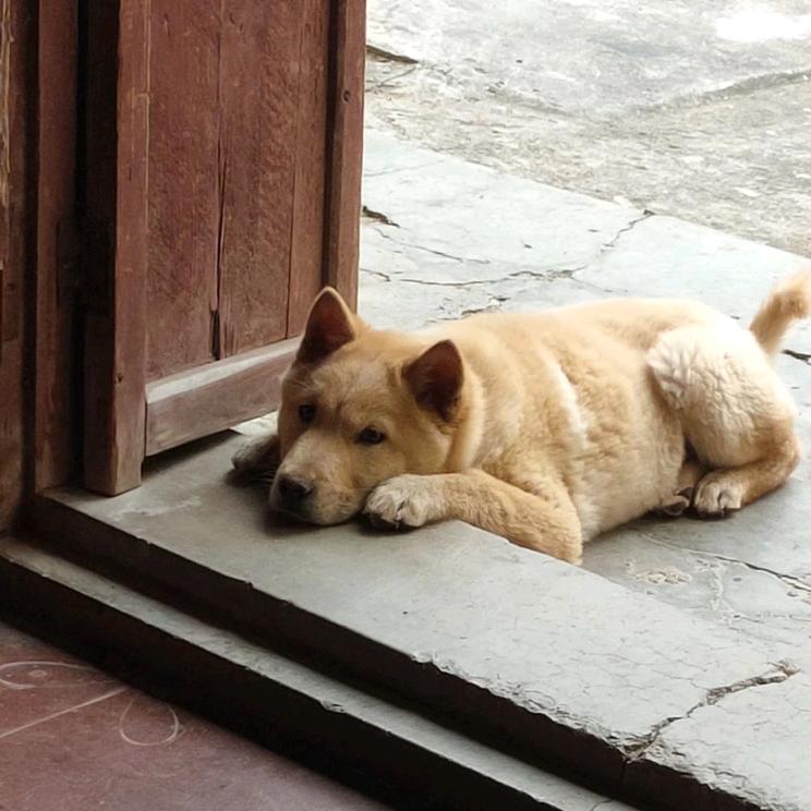 广东罗定伍师傅寻犬记