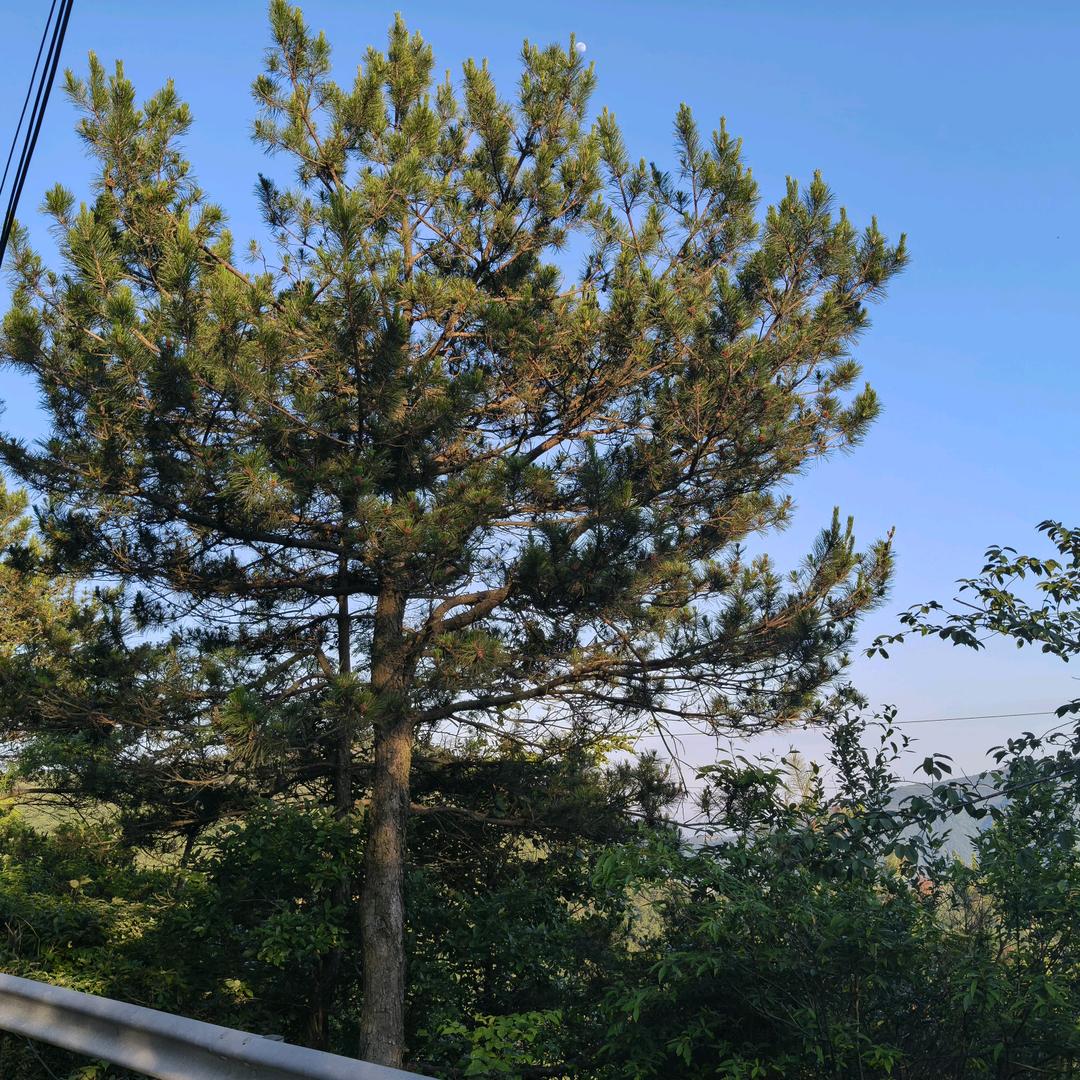 飞翔印花厂