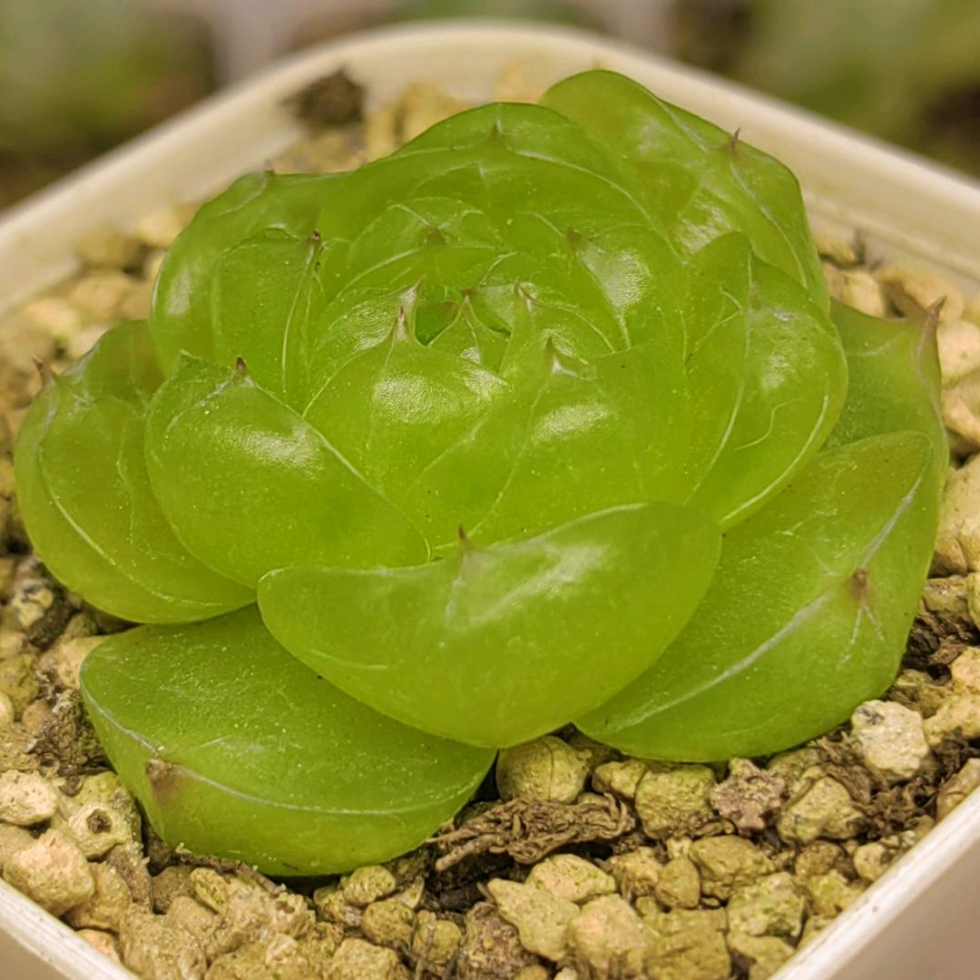 素手丝的楼顶多肉