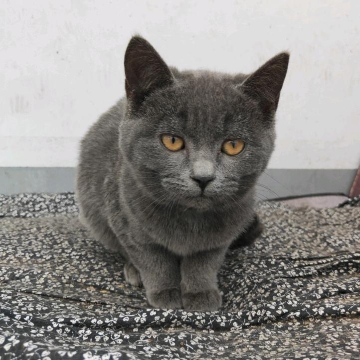 一只小灰猫