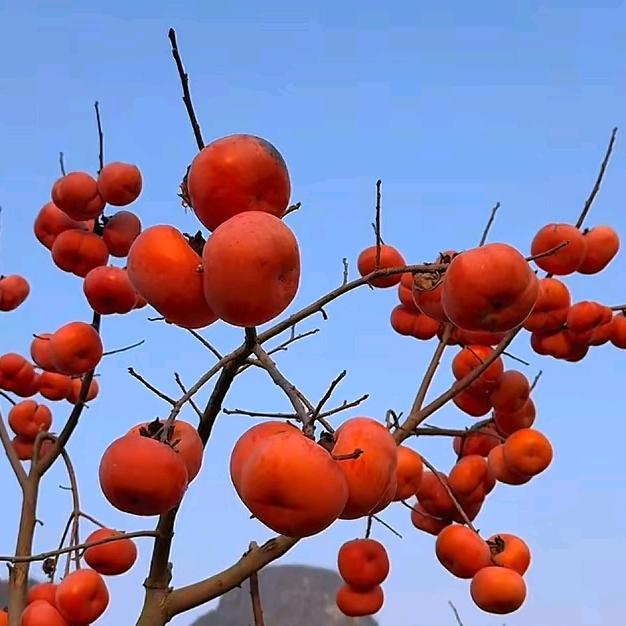 明天太阳
