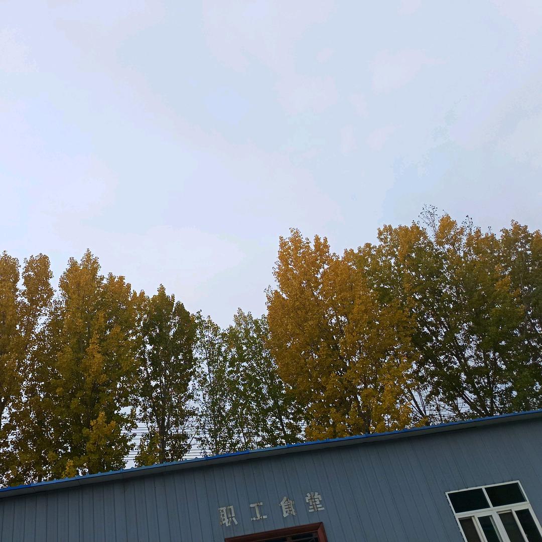 面条哥