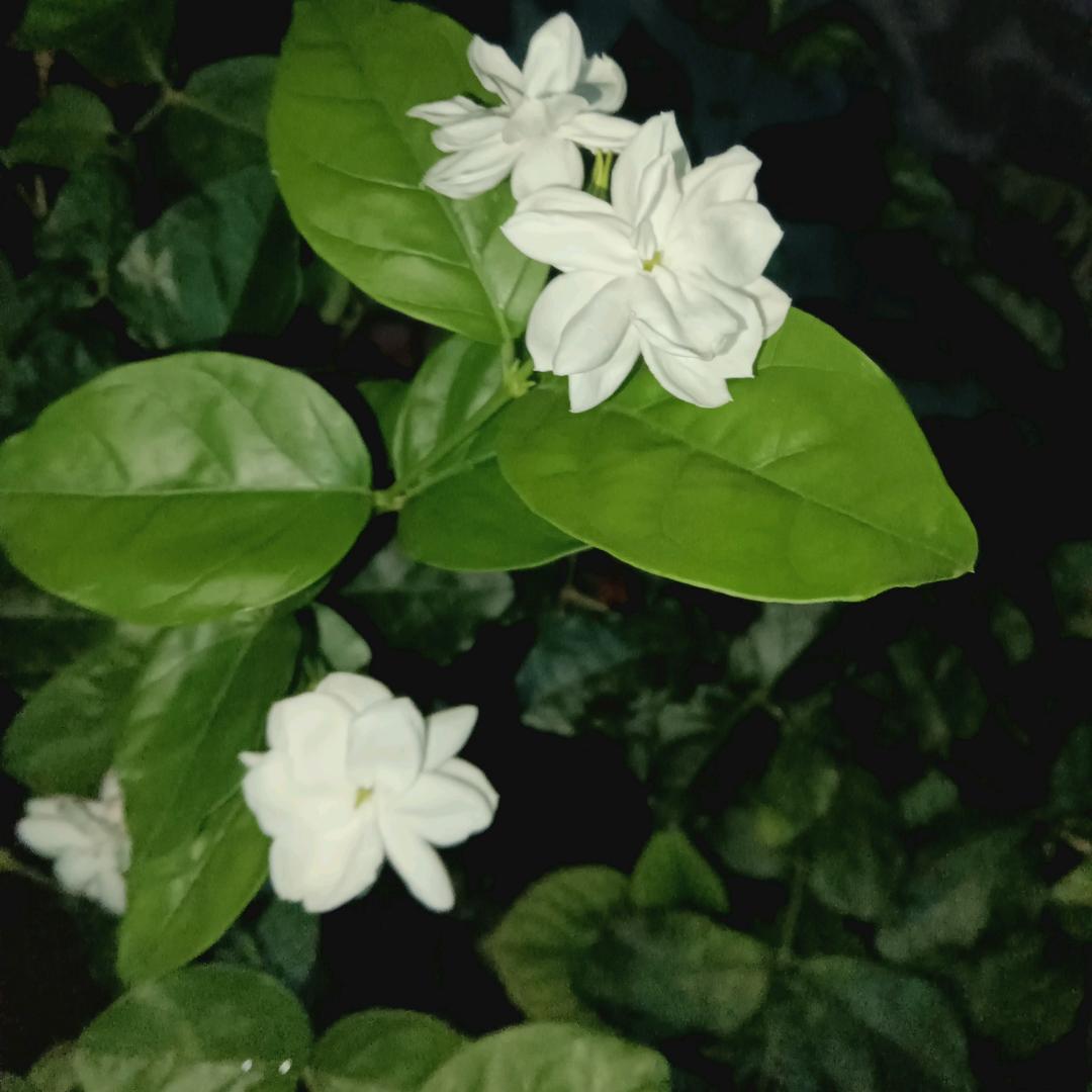 茉莉花开