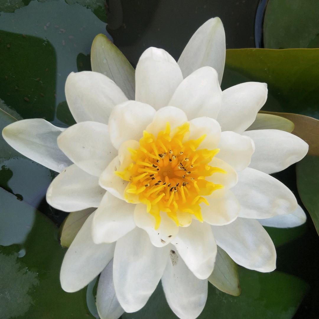 大爷不适合低调