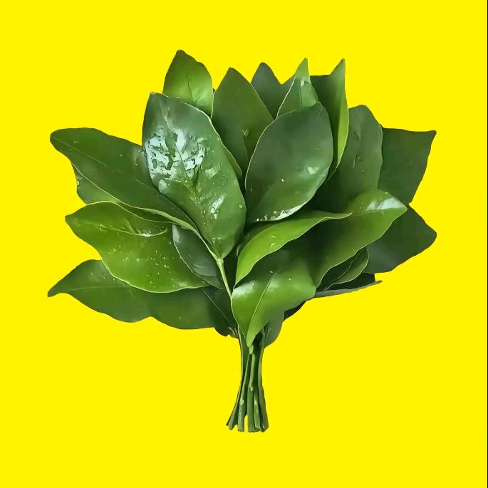 南苼