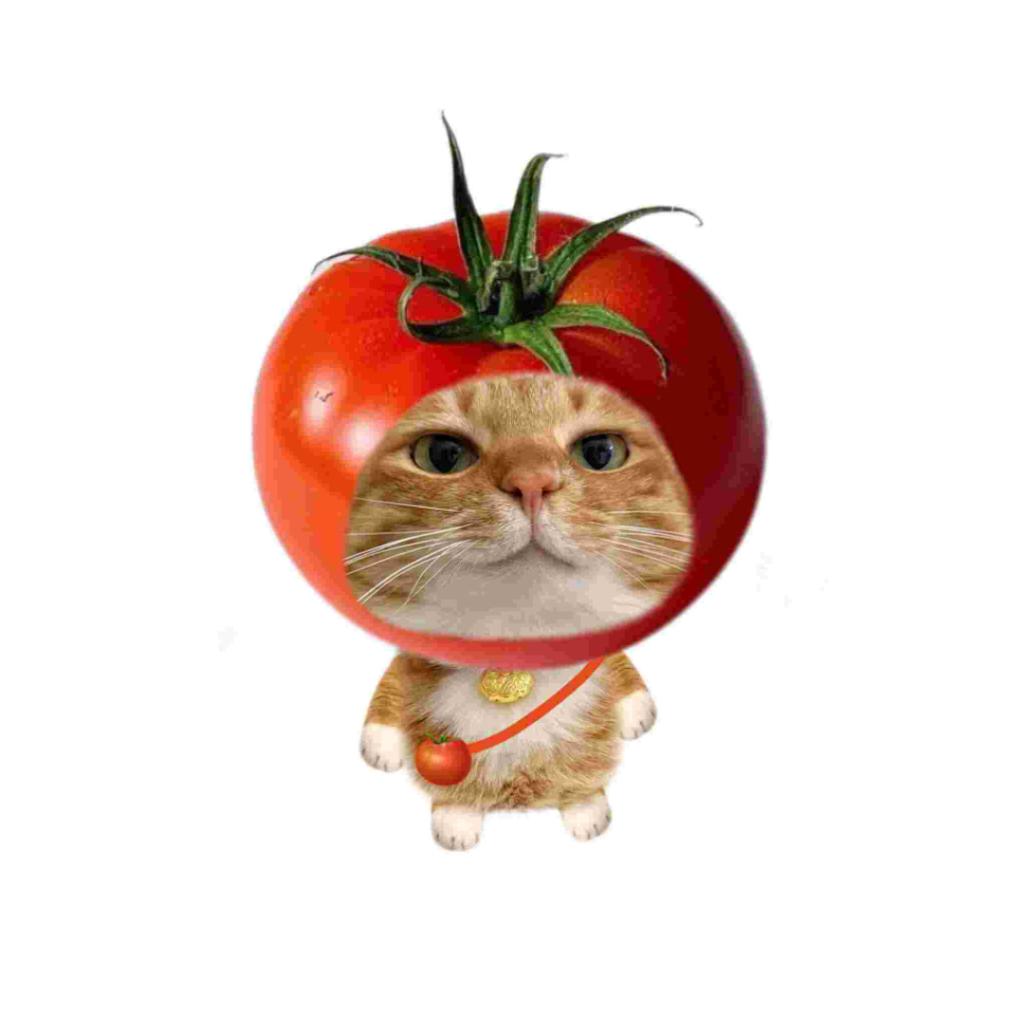 𝙆𝙪𝙞𝙧𝙖.