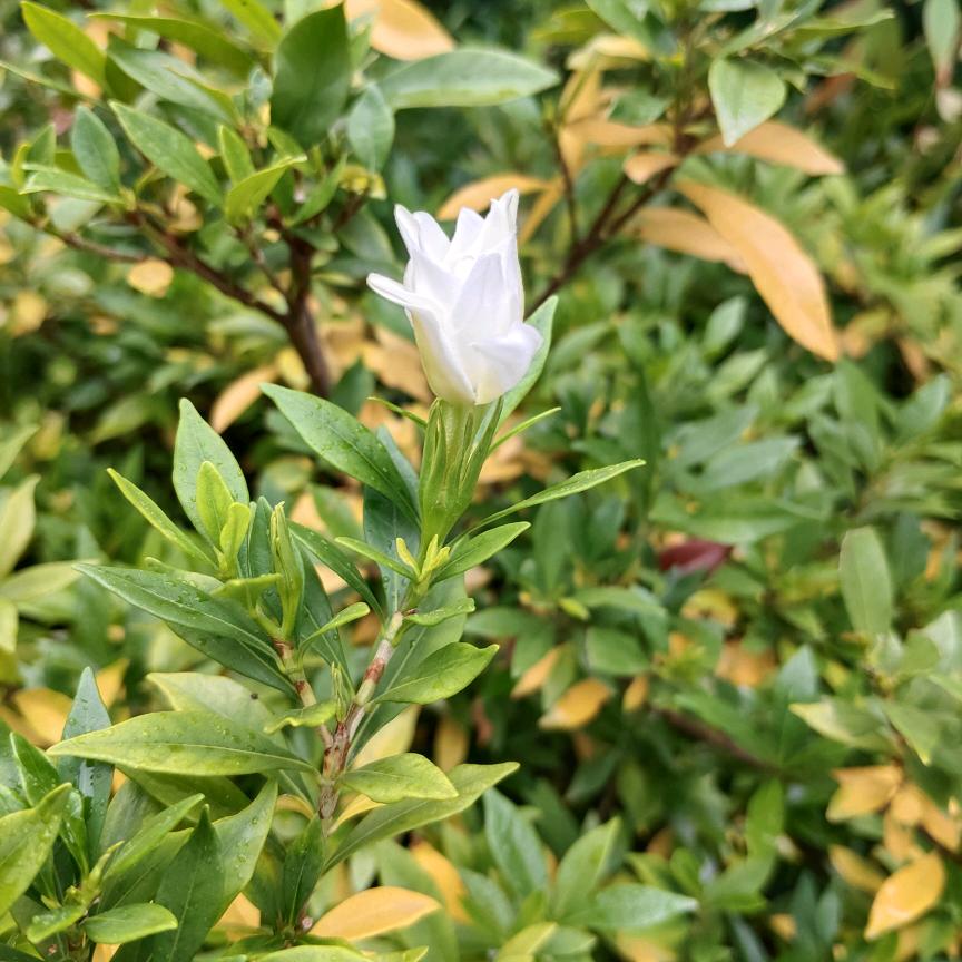 沫儿