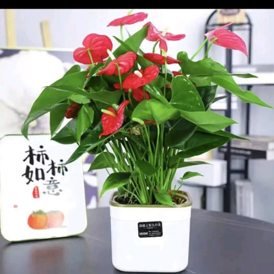 ✧* ꧁❤️在旅途꧂✧*