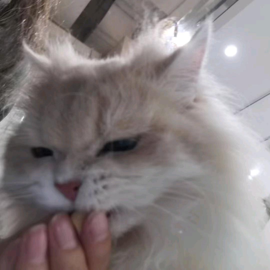 西部鳞斑响尾蛇