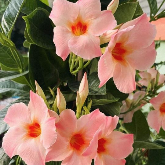 小丽丽